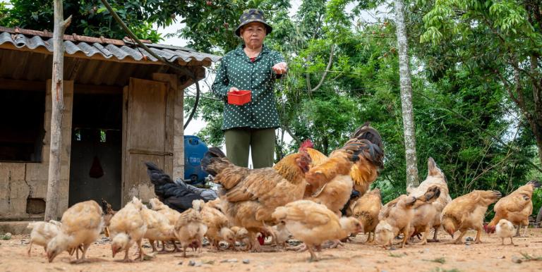 Eco-friendly feed alternatives help reduce the environmental footprint of poultry farming. Photo credit: ADB.