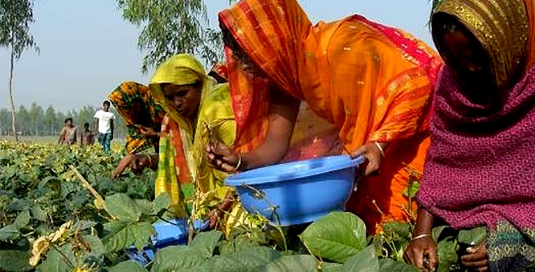 Cotton production: ET explainer: Status of India's pilot to boost