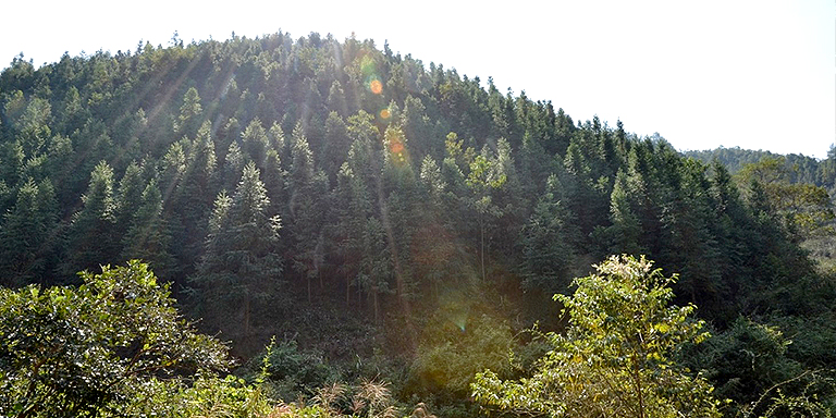 Underutilized forestland is turned into a Chinese fir forest in Yudu county in Jiangxi province. Photo credit: Jiangxi Provincial Project Management Office. 