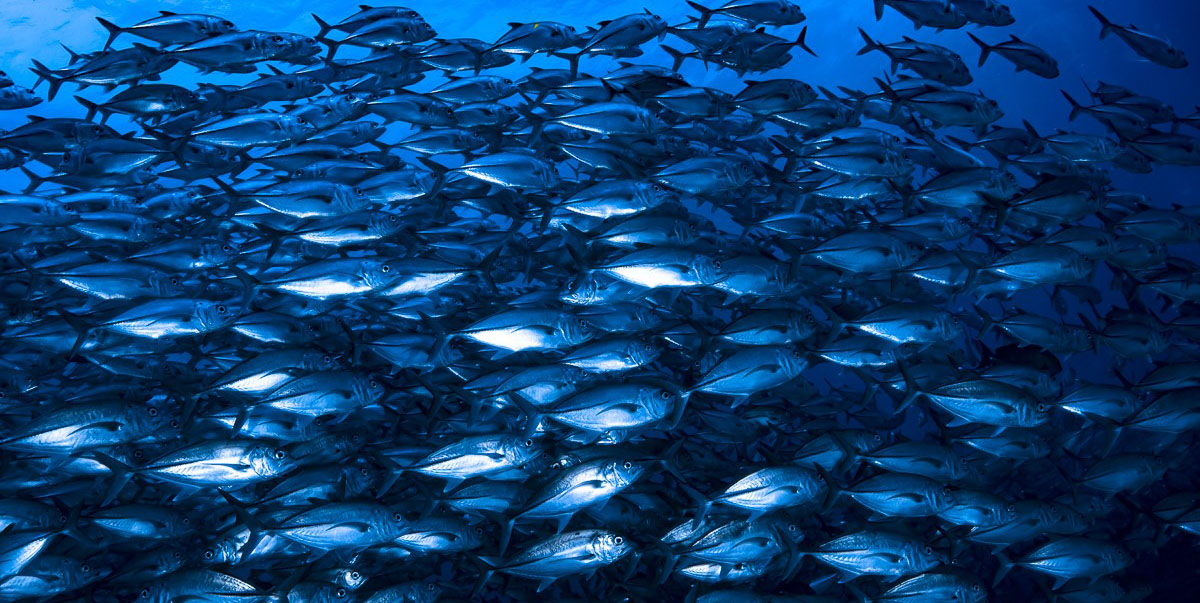 Fish above fish. Аквакультура фон. Бычеглаз рыба. Голубой Тревалли.