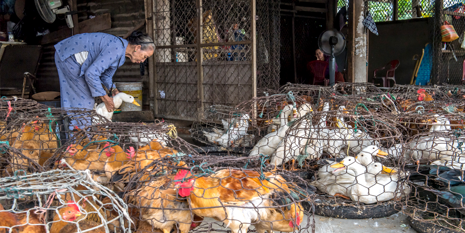 Exposé: Suffering and Disease in Asian Live-Animal Markets