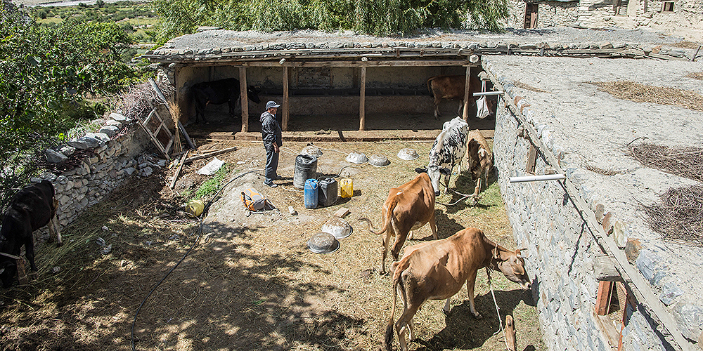 Environmental safeguards can help address issues in the livestock sector in developing countries. Photo credit: ADB.