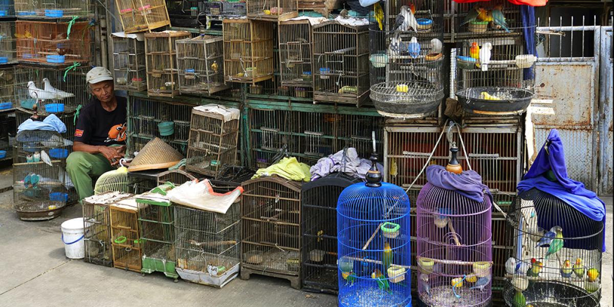 Wildlife Trade Bans: Boon or Bane? | Development Asia Wildlife Trade Bans: Boon or Bane? | Development Asia