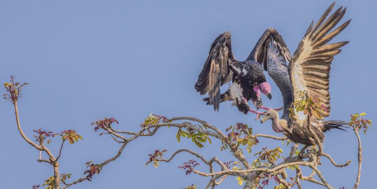 Vultures play a crucial role in preventing the spread of diseases like rabies and anthrax by scavenging animal carcasses. Photo credit: Birdlife International and Bjorn Olesen.