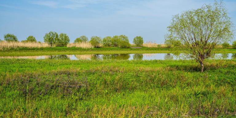 Wetlands provide critical ecosystem services, yet their rapid depletion continues largely because these services are delivered at no direct cost to those who benefit from them. Photo credit: ADB. 