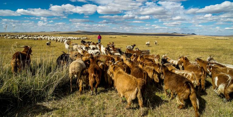 Most grasslands in Asia are pastoral landscapes where herders manage mixed livestock systems that adapt to harsh climates and seasonal variation. Photo credit: ADB. 