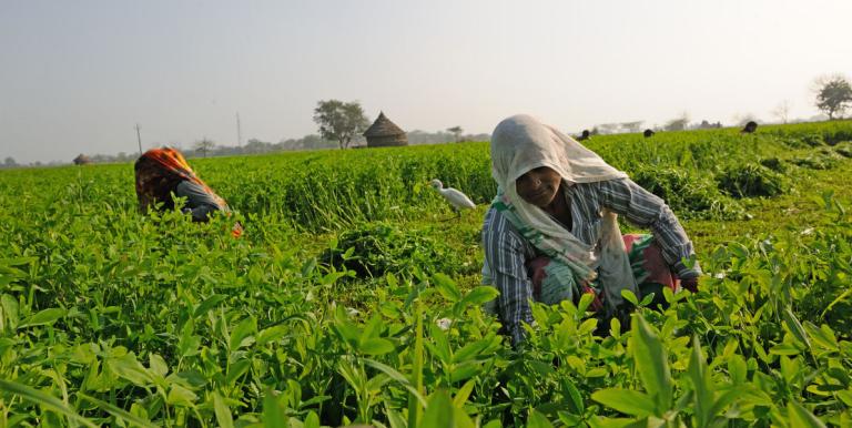 By releasing nutrients slowly and/or in controlled amounts, EESFs ensure crops receive the right nutrients at the right time.