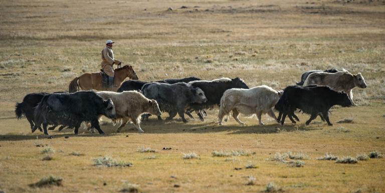 Supply chain challenges and the lack of nearby processing facilities can reduce herders’ potential income. Photo credit: ADB.