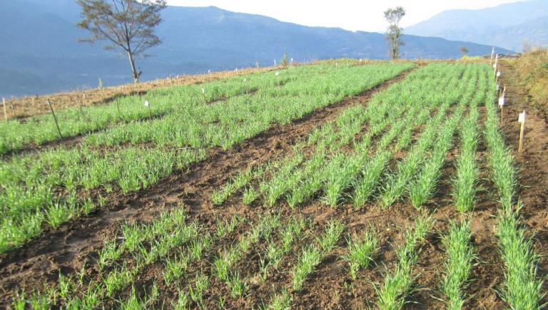 A field of barley in Nepal. Evidence shows that using urine-enriched biochar can improve crop yields in a climate-friendly manner. Photo credit: Landell Mills.