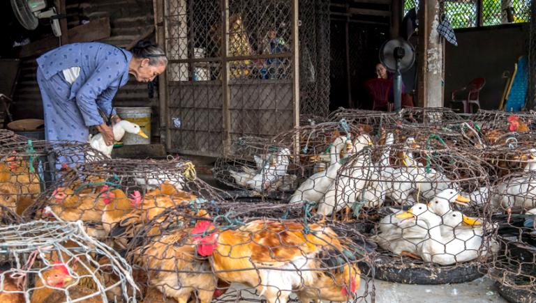 Zoonotic diseases can wipe out entire subsectors of livestock, posing a serious threat to public health. Photo credit. ADB.