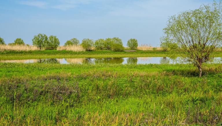 Wetlands provide critical ecosystem services, yet their rapid depletion continues largely because these services are delivered at no direct cost to those who benefit from them. Photo credit: ADB. 