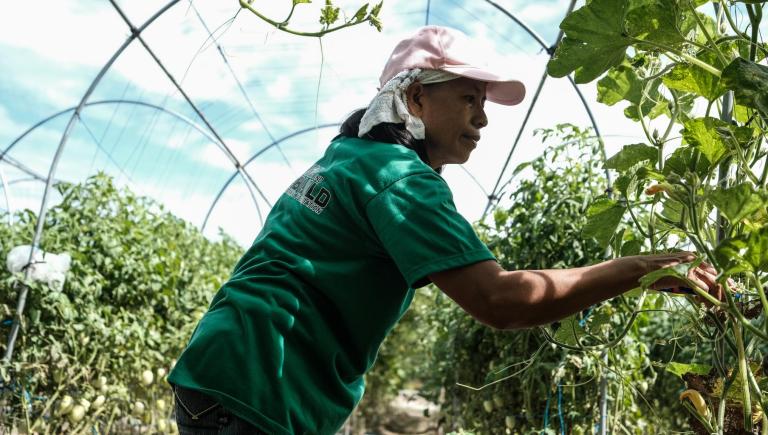 Contractions in the agriculture industry highlight the need for adaptive strategies for the future. Photo credit: ADB.