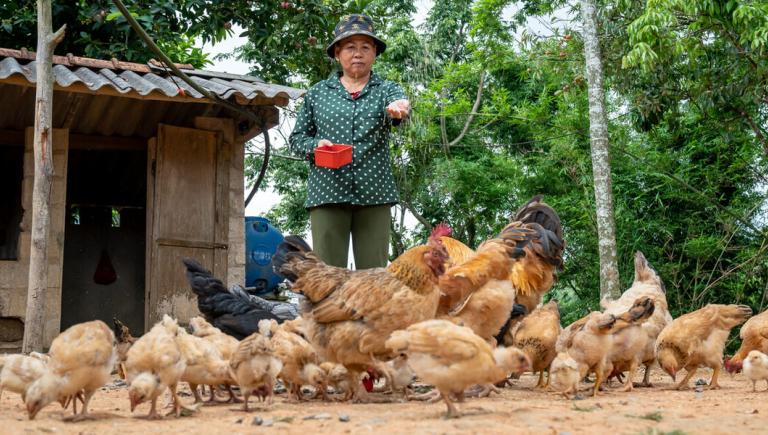 Eco-friendly feed alternatives help reduce the environmental footprint of poultry farming. Photo credit: ADB.
