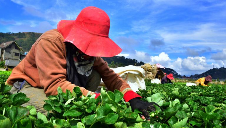Farmers need new skills in data, systems management, digital operations, and climate-resilient methods. Photo credit: ADB.