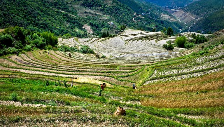 Using technologies to mitigate the effects of climate change can help maintain productivity in Bhutan’s agriculture sector. Photo credit: ADB.