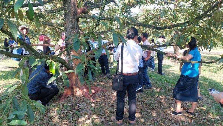 Workshop participants in Chanthaburi, Thailand are being briefed on durian harvesting techniques to ensure the maintenance of quality. Photo credit: Landell Mills.