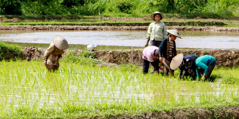 Subsistence rice farming is the most common livelihood in the rural communities covered by a climate risk financing study in the Greater Mekong Subregion. Photo credit: ADB.