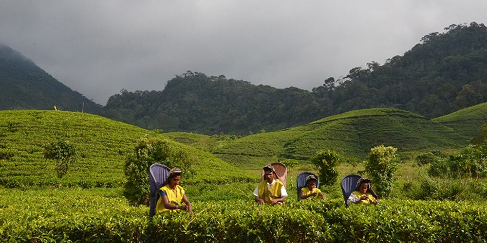 A range of complex domestic and global issues have affected the quality and quantity of tea produced in Sri Lanka. Photo credit: Institute of Policy Studies Sri Lanka. 